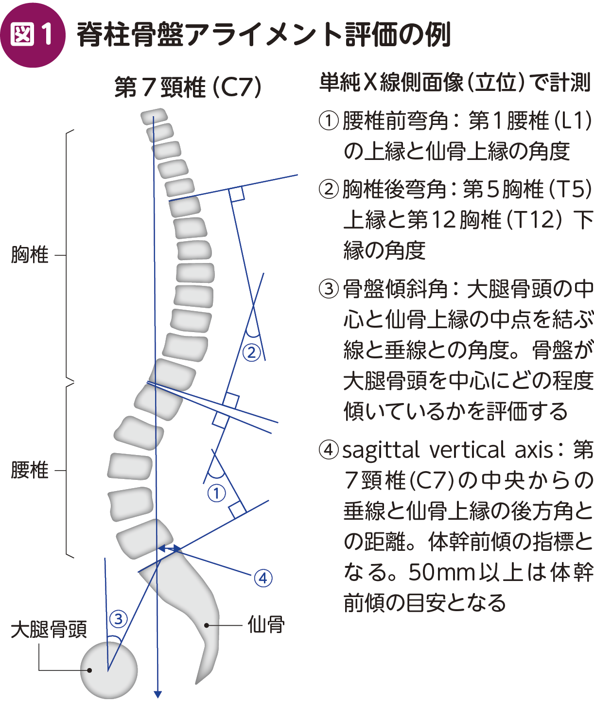 CHIROPRACTIC 脊椎治療の理論と技術 メジカルビュー社｜理学療法士｜理学療法マネジメント 脊柱理学療法