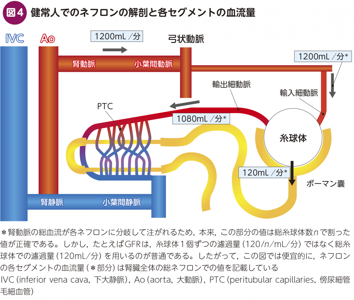 FOCUS_Digest：腎うっ血の正体に迫る – 日本医事新報社