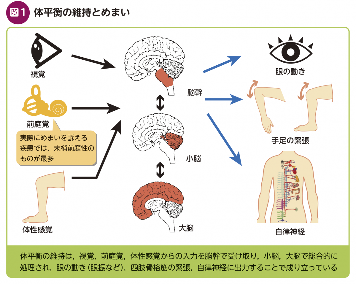 FOCUS：めまい診療ポイント解説 – 日本医事新報社