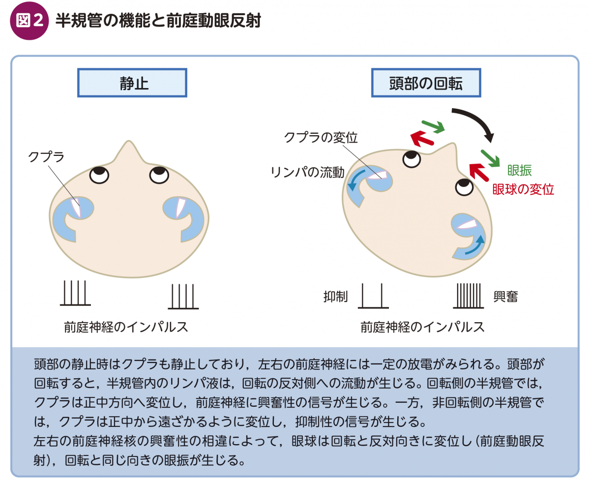 FOCUS：めまい診療ポイント解説 – 日本医事新報社