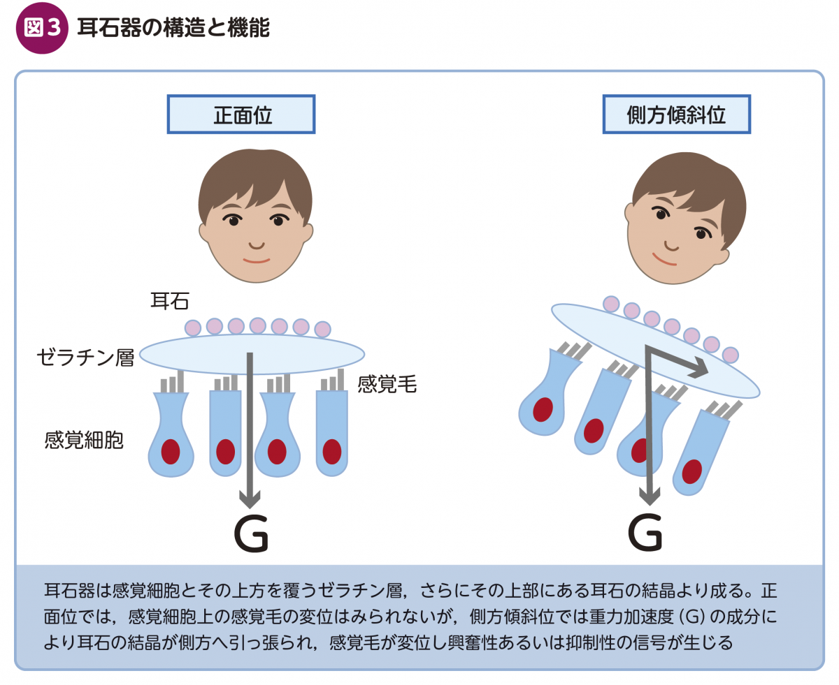 FOCUS：めまい診療ポイント解説 – 日本医事新報社