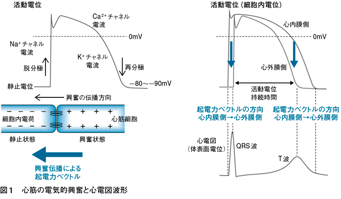 心電図T波のメカニズム【T波はK＋細胞外流出による活動電位再分極の時