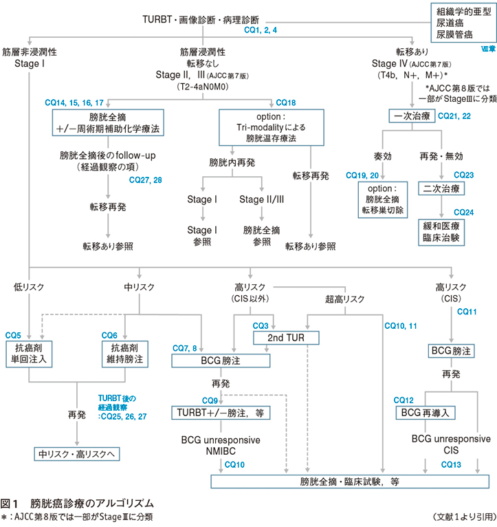 膀胱癌診療ガイドライン2019年版［ガイドライン ココだけおさえる