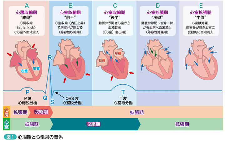 心周期と心電図の関係【後編】／Cardiac Cycle and ECG［Dr.ヒロの学び